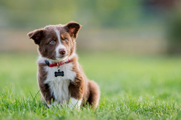 istock Sheep dog puppy in a field 1080326890