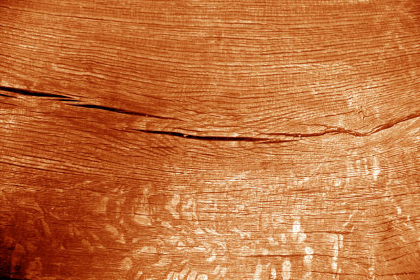 old log cut macro in orange color. - 13427 imagens e fotografias de stock