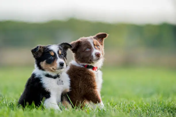 Two little sheep dog pups sit attentively in a grassy field.
