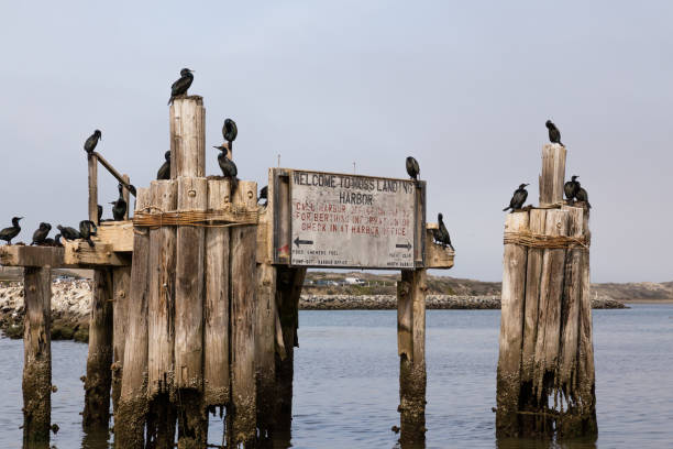 istock Welcome to Moss Landing Harbor sign with black birds 1080327372