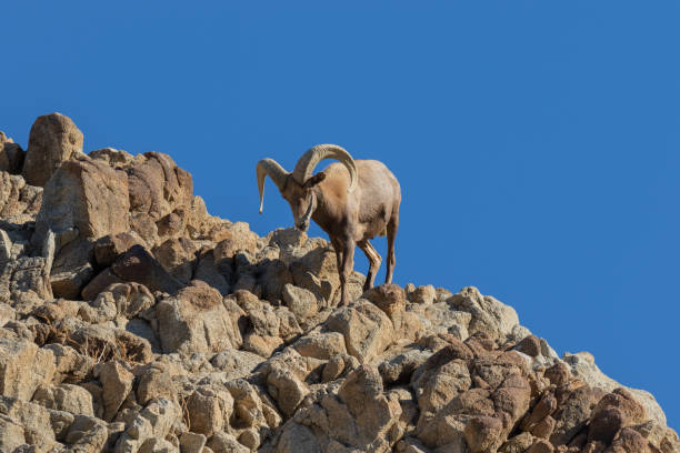 istock Desert Bighorn Sheep Ram 1080327450
