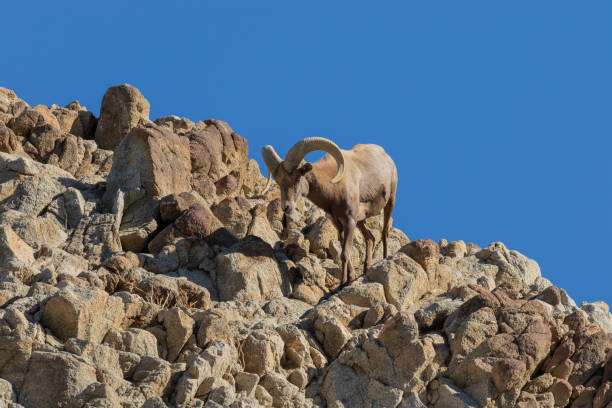 istock Desert Bighorn Sheep Ram 1080327464