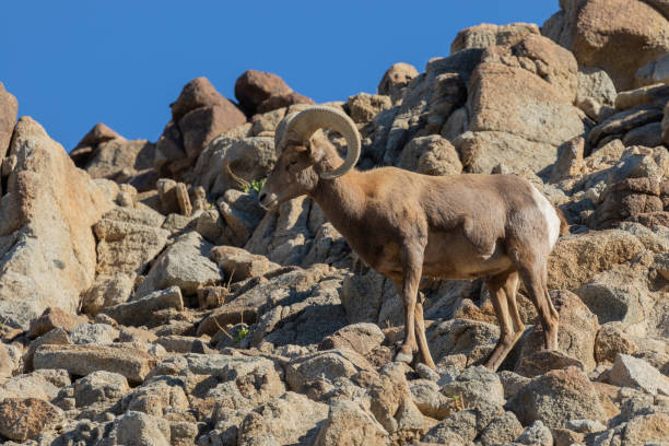 istock Desert Bighorn Sheep Ram 1080327582