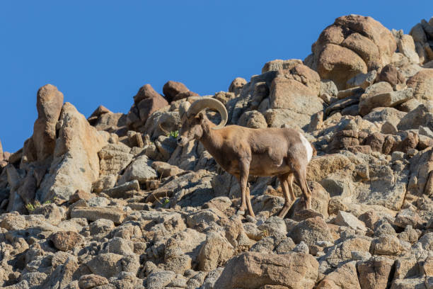 istock Desert Bighorn Sheep Ram 1080328942