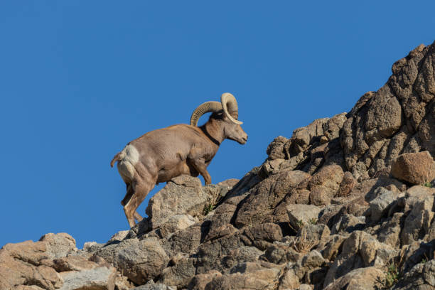 istock Desert Bighorn Sheep Ram 1080329108