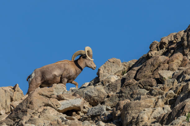 istock Desert Bighorn Sheep Ram 1080329246
