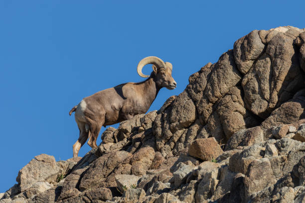 istock Desert Bighorn Sheep Ram 1080329256