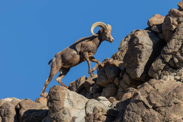 istock Desert Bighorn Sheep Ram 1080329352