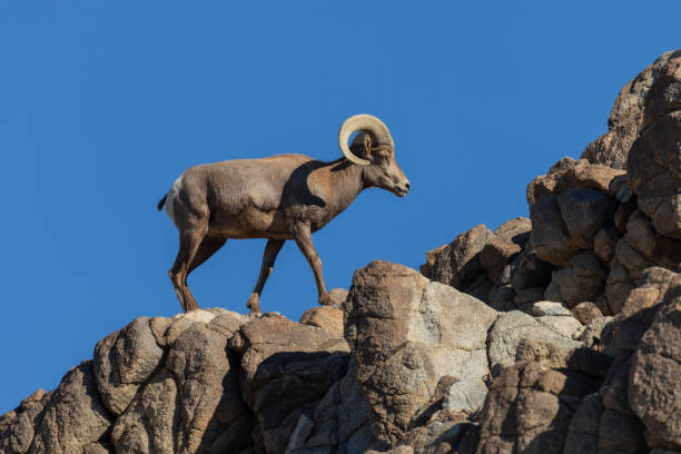 istock Desert Bighorn Sheep Ram 1080329458