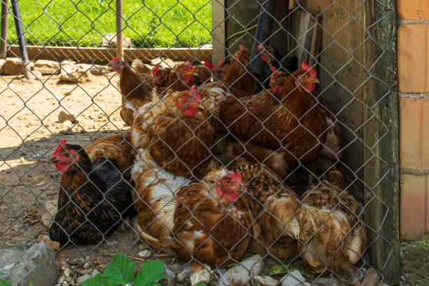 istock Chickens in Fenced Enclosure 1080329506