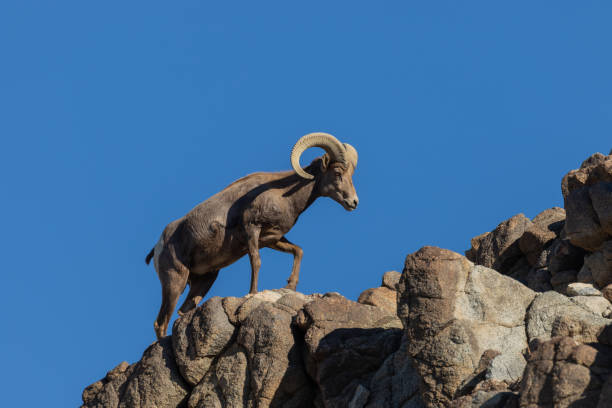 istock Desert Bighorn Sheep Ram 1080329614