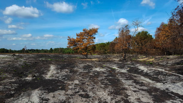 istock Area burnt by forest and heath fire 1080330296