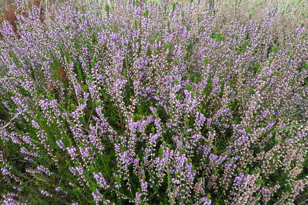 istock Flowering heather plant 1080331688