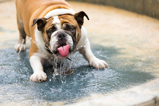older bull dog cooling off on a hot summer day in dog park splash pool.