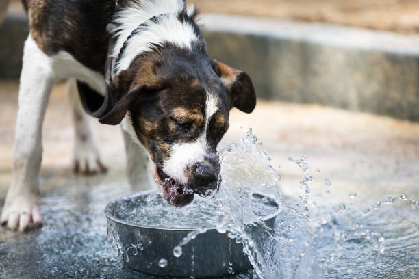istock dog drinking water in dog park 1080332240