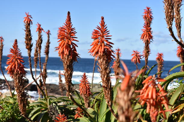 istock Along the Garden Route 1080332692