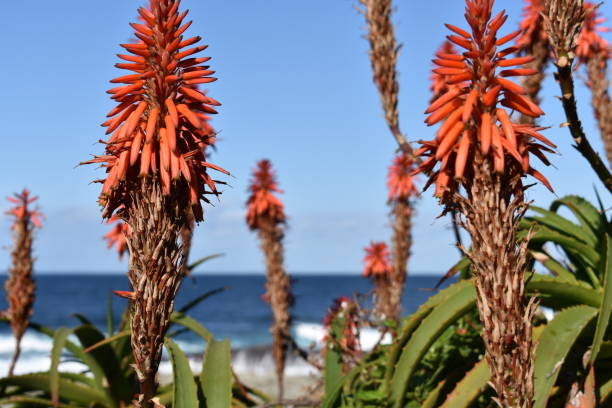 istock Along the Garden Route 1080332802