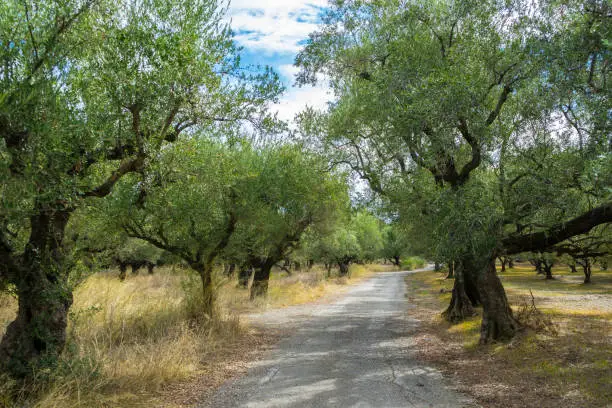 Greece, Zakynthos, Road through green ancient olive tree plantations