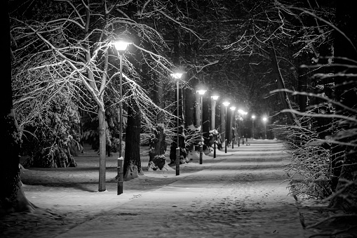 snowy alley in a park at a winter night