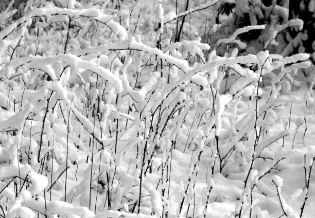istock Bushes in snow in black and white 1080333634
