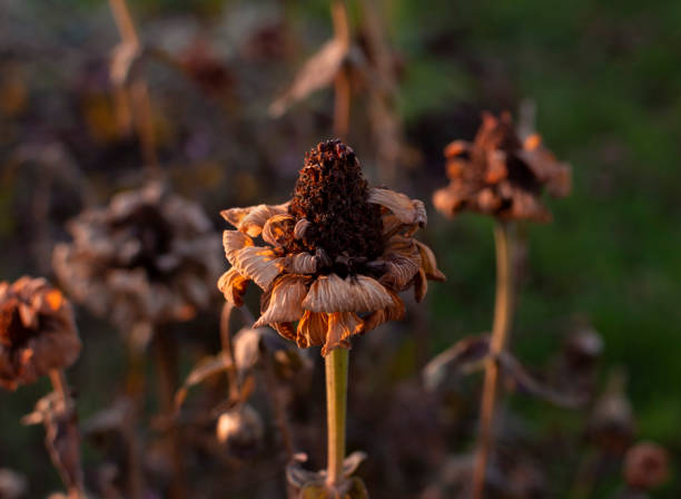 Dead zinnia flower with brown, dry petals in late afternoon winter light