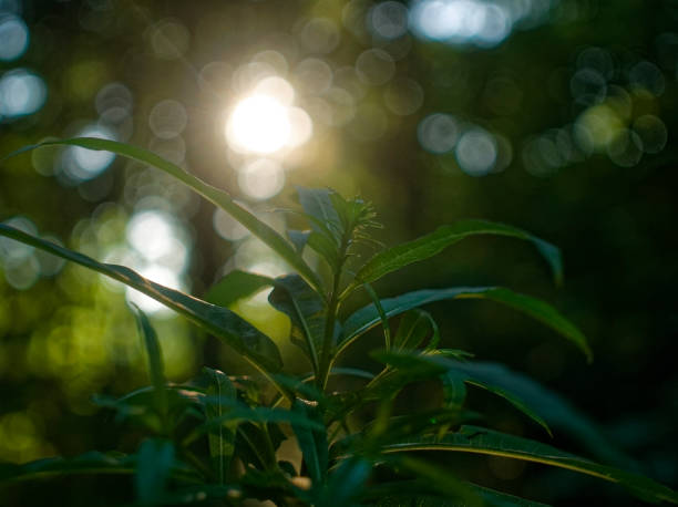 istock panicle with wild grass seeds in the sun 1080341134