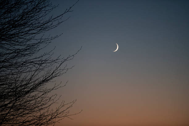 istock Naked tree and new moon at winter sunset 1080341792