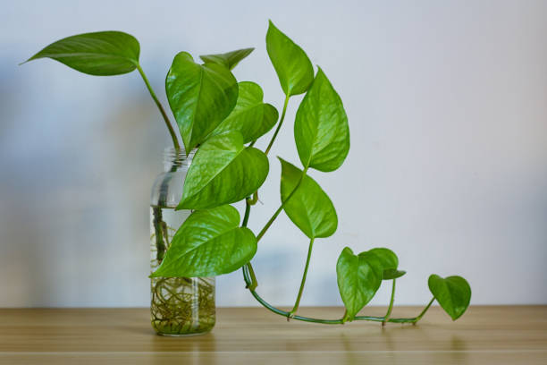 istock Plant Growing in Glass bottle 1080344642