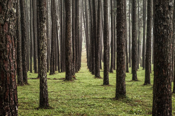 istock View of pine trees in the coniferous forest 1080345088