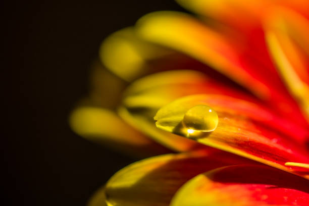 istock Macro of water drop on orange gerber 1080346878