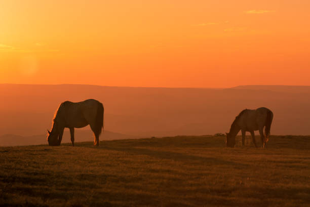 istock Wild Horse at Sunset 1080347630