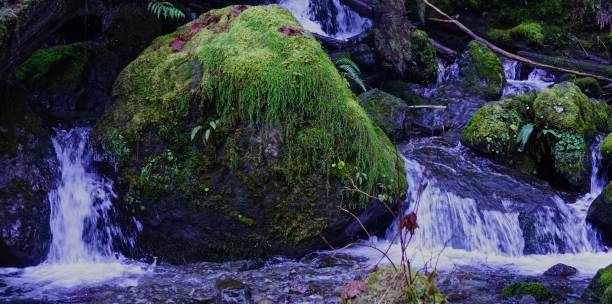 istock Quinault Rainforest Rock 1080347984