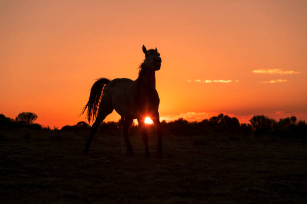 istock Wild Horse at Sunset 1080349326