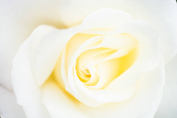istock Blooming beautiful colorful rose bud in floral background 1080349832