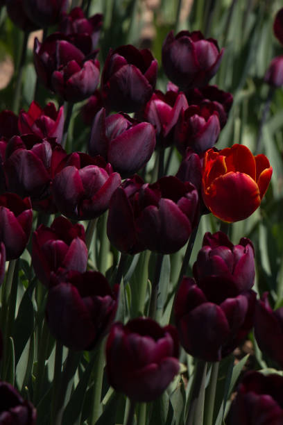 istock Beautiful tulips flower in tulip field in spring 1080349892