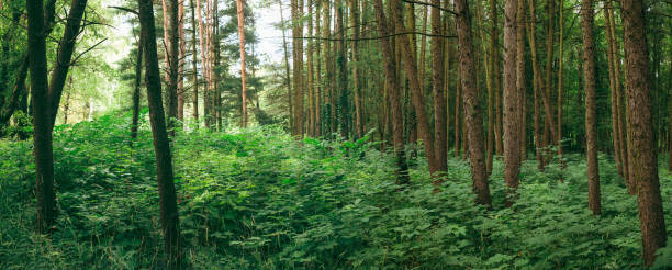 istock Panorama Of Summer Mixed Forest In Eastern Europe. Panoramic View 1080352488