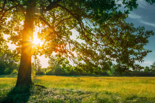 istock Beautiful Sunset Sunrise Sun Shining Through Oak Tree Branches  In Sunny Summer Park. Sunlight Sunrays Sunshine  Through Tree Canopy 1080352492