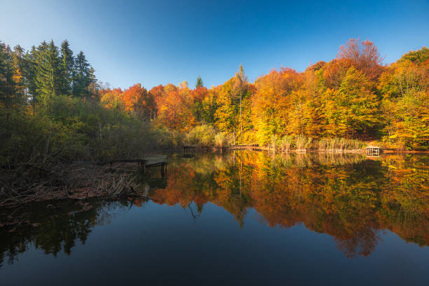 istock Autumn in the forest. Fall scene with forest lake in Hungary 1080355838