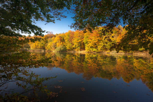 istock Autumn in the forest. Fall scene with forest lake in Hungary 1080356154