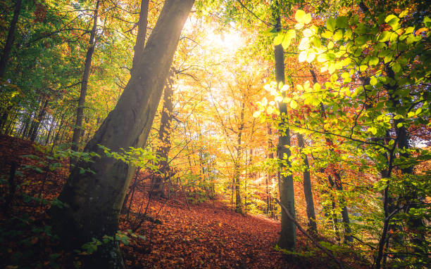 istock Autumn foliage with sunshine in the forest 1080357040