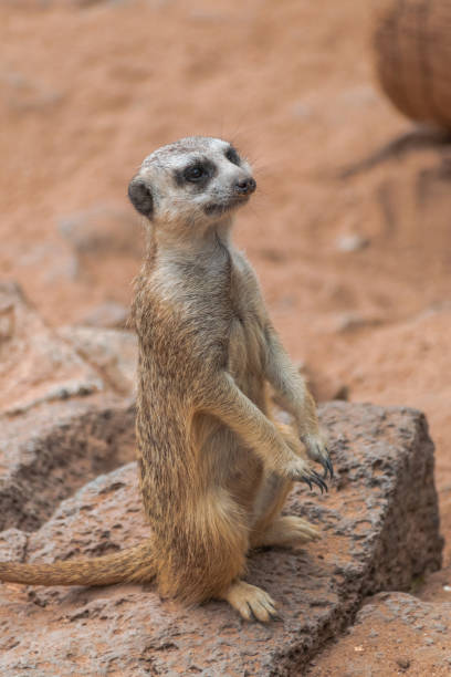 istock Meerkat sitting and watching 1080357430