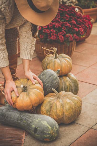 istock Woman placing harvested pumpkins in back yard 1080360034