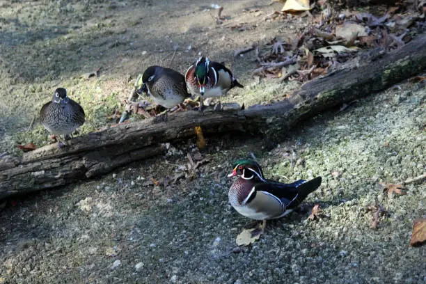 Two pairs of Wood Ducks perch a long a lake shore.