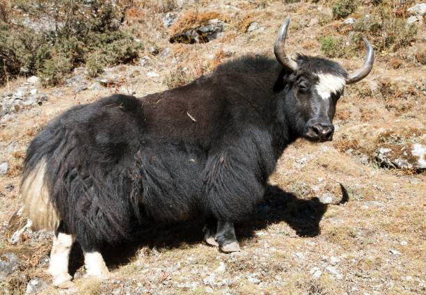 istock Black yak on the way to Everest base camp - Nepal 1080362402