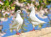 istock two white pigeon on flowering background 1080364898