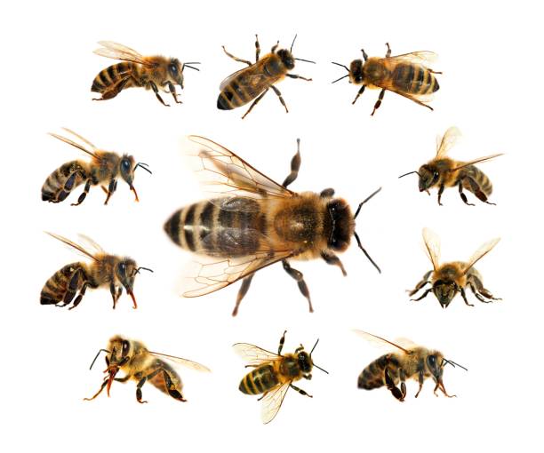 istock bee or honeybee isolated on the white background 1080365428