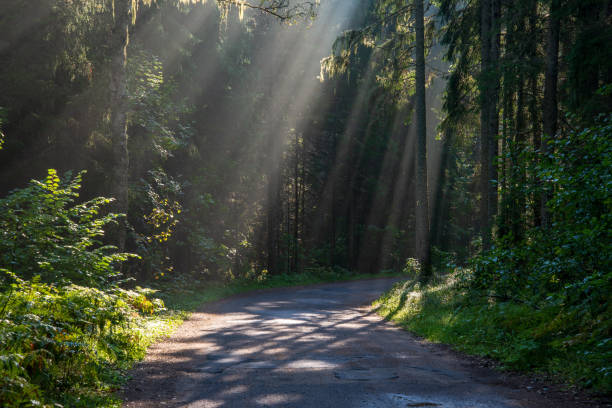 istock beautiful morning sun light shining through the trees on the road, sun rays 1080365604