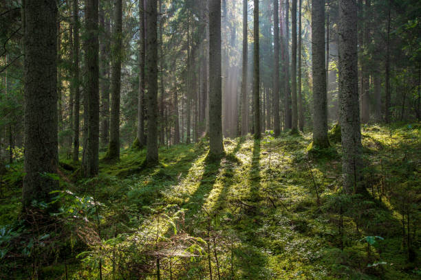 istock beautiful morning sun light shining through the trees on the road, sun rays 1080365628