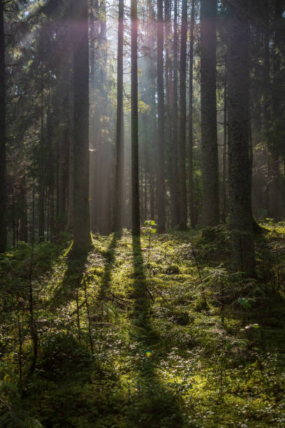 istock beautiful morning sun light shining through the trees on the road, sun rays 1080365632
