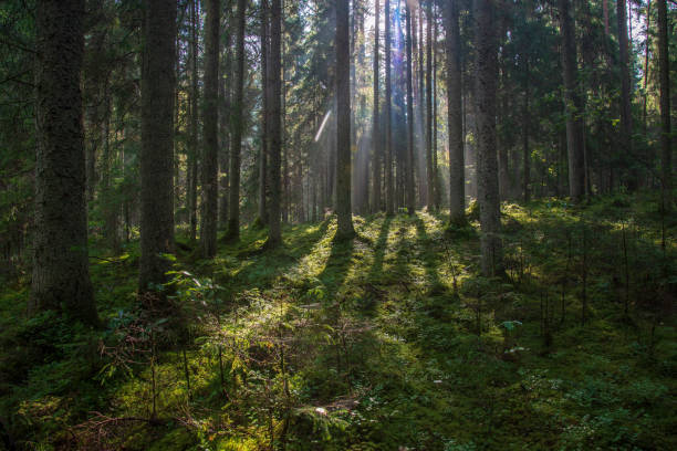 istock beautiful morning sun light shining through the trees on the road, sun rays 1080365662